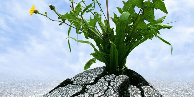 foto de uma planta crescendo no asfalto, ela cresce rompendo o asfalto